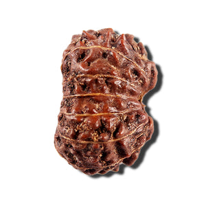 12 Mukhi Indonesian Rudraksha - Bead No. 339