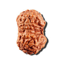 Load image into Gallery viewer, 12 Mukhi Indonesian Rudraksha - Bead No. 340
