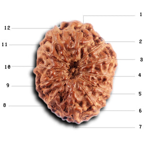 12 Mukhi Indonesian Rudraksha - Bead No.  310