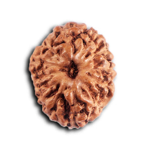 12 Mukhi Indonesian Rudraksha - Bead No.  310