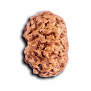 12 Mukhi Indonesian Rudraksha - Bead No.  310