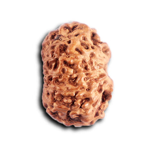 12 Mukhi Indonesian Rudraksha - Bead No.  310