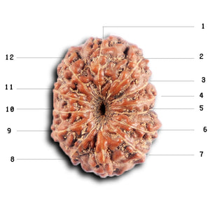 12 Mukhi Indonesian Rudraksha - Bead No. 312