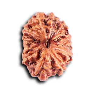 12 Mukhi Indonesian Rudraksha - Bead No. 312