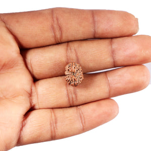 12 Mukhi Indonesian Rudraksha - Bead No. 312