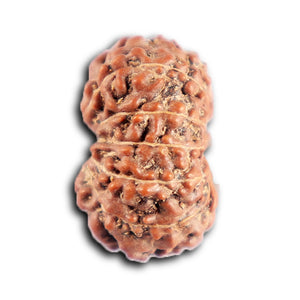 12 Mukhi Indonesian Rudraksha - Bead No. 312