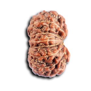 12 Mukhi Indonesian Rudraksha - Bead No. 312