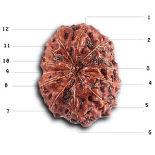 Load image into Gallery viewer, 12 Mukhi Indonesian Rudraksha - Bead No.  314
