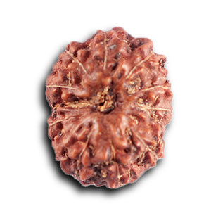 12 Mukhi Indonesian Rudraksha - Bead No.  314