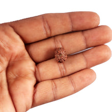 Load image into Gallery viewer, 12 Mukhi Indonesian Rudraksha - Bead No.  314
