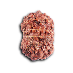 12 Mukhi Indonesian Rudraksha - Bead No.  314