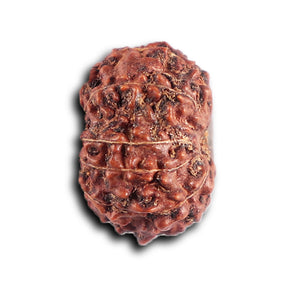 12 Mukhi Indonesian Rudraksha - Bead No.  314