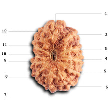 Load image into Gallery viewer, 12 Mukhi Indonesian Rudraksha - Bead No.  317
