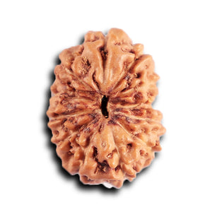 12 Mukhi Indonesian Rudraksha - Bead No.  317