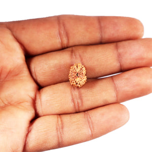 12 Mukhi Indonesian Rudraksha - Bead No.  317