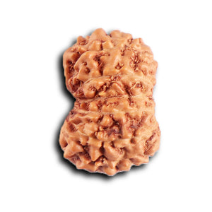 12 Mukhi Indonesian Rudraksha - Bead No.  317