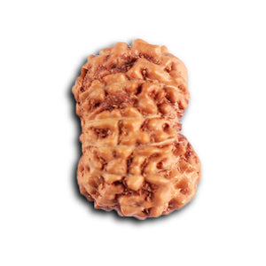 12 Mukhi Indonesian Rudraksha - Bead No.  317