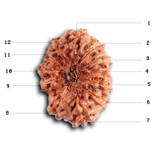 Load image into Gallery viewer, 12 Mukhi Indonesian Rudraksha - Bead No.  320
