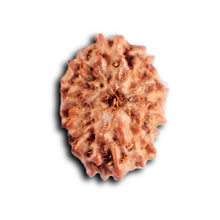 Load image into Gallery viewer, 12 Mukhi Indonesian Rudraksha - Bead No.  320
