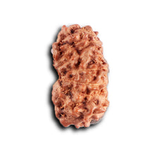 Load image into Gallery viewer, 12 Mukhi Indonesian Rudraksha - Bead No.  320
