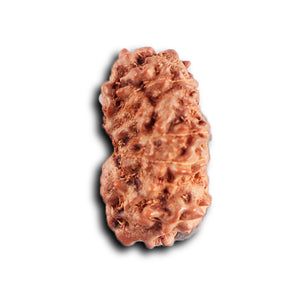 12 Mukhi Indonesian Rudraksha - Bead No.  320