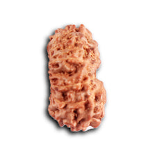 Load image into Gallery viewer, 12 Mukhi Indonesian Rudraksha - Bead No.  320
