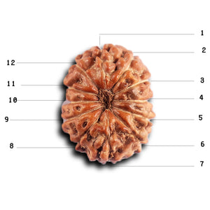 12 Mukhi Indonesian Rudraksha - Bead No. 322