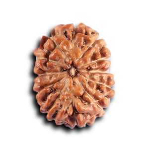 12 Mukhi Indonesian Rudraksha - Bead No. 322