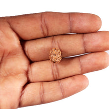 Load image into Gallery viewer, 12 Mukhi Indonesian Rudraksha - Bead No. 322
