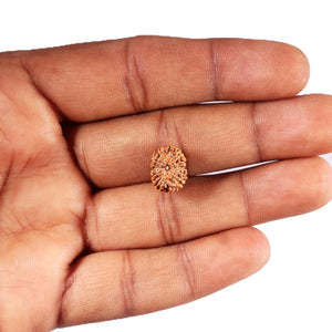 12 Mukhi Indonesian Rudraksha - Bead No. 322