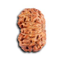 Load image into Gallery viewer, 12 Mukhi Indonesian Rudraksha - Bead No. 322
