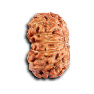 12 Mukhi Indonesian Rudraksha - Bead No. 322