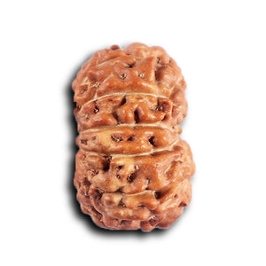 12 Mukhi Indonesian Rudraksha - Bead No. 322