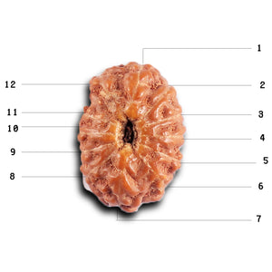 12 Mukhi Indonesian Rudraksha - Bead No. 324