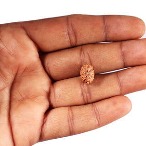 12 Mukhi Indonesian Rudraksha - Bead No. 324