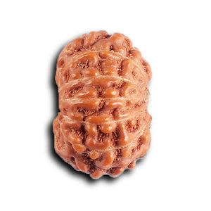 12 Mukhi Indonesian Rudraksha - Bead No. 324