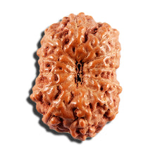 Load image into Gallery viewer, 12 Mukhi Indonesian Rudraksha - Bead No. 340
