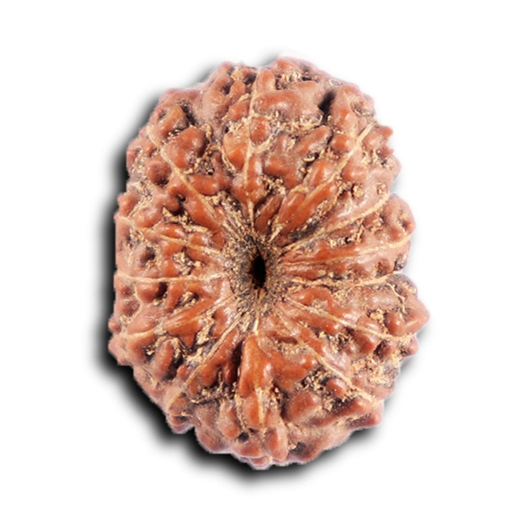 12 Mukhi Indonesian Rudraksha - Bead No. 312