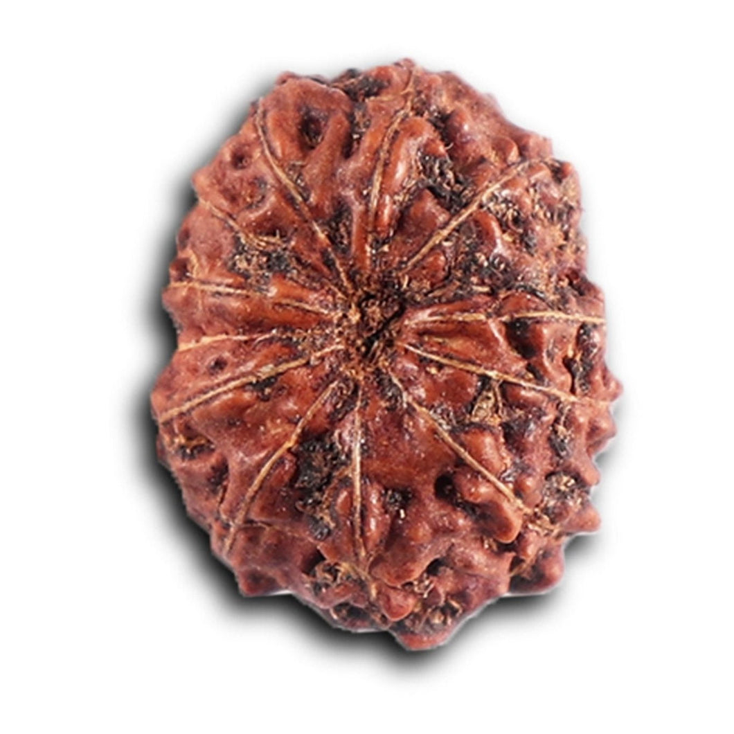 12 Mukhi Indonesian Rudraksha - Bead No.  314