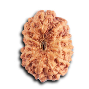 12 Mukhi Indonesian Rudraksha - Bead No.  317