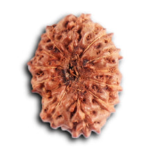 Load image into Gallery viewer, 12 Mukhi Indonesian Rudraksha - Bead No.  320
