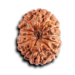 12 Mukhi Indonesian Rudraksha - Bead No. 322