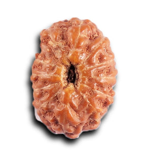 12 Mukhi Indonesian Rudraksha - Bead No. 324