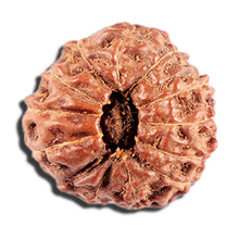 Load image into Gallery viewer, 12 Mukhi Indonesian Rudraksha - Bead No. 328
