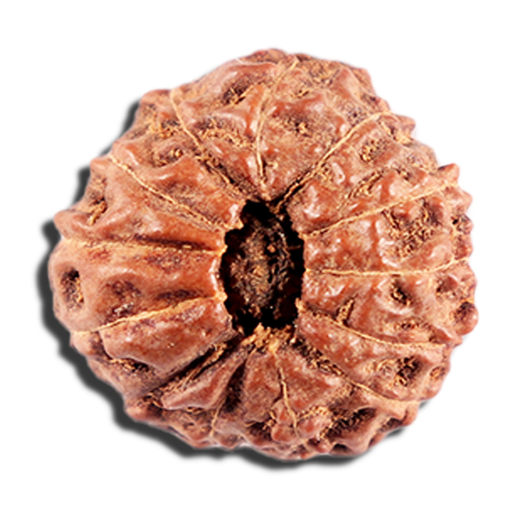 12 Mukhi Indonesian Rudraksha - Bead No. 328