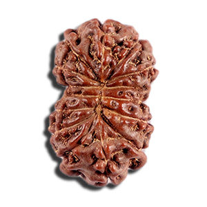 12 Mukhi Indonesian Rudraksha - Bead No. 329