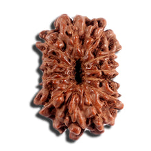 Load image into Gallery viewer, 12 Mukhi Indonesian Rudraksha - Bead No. 330
