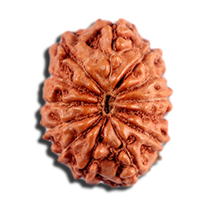 12 Mukhi Indonesian Rudraksha - Bead No. 331