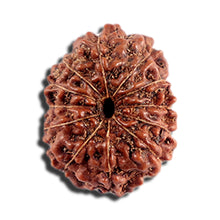 Load image into Gallery viewer, 12 Mukhi Indonesian Rudraksha - Bead No. 332
