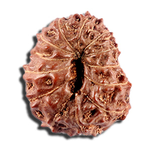 12 Mukhi Indonesian Rudraksha - Bead No. 333